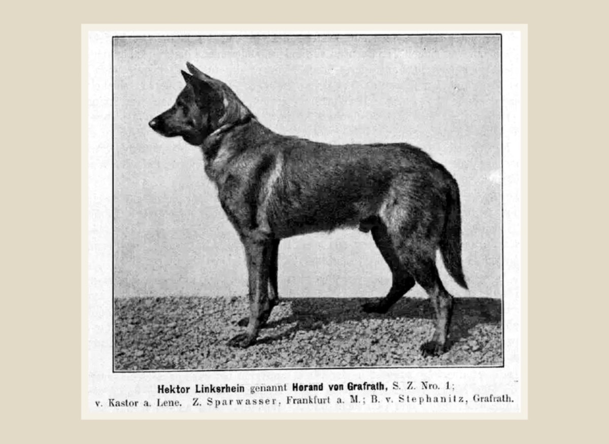Пластина Horand von Grafrath, ранее Hektor Linksrhein, первая запись SZ 1