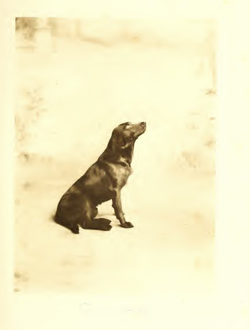Полевой чемпион Peter of Faskally на фотогравюре 1912 года