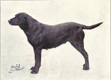 Лабрадор-ретривер на иллюстрации в книге Dogs of All Nations 1915 года