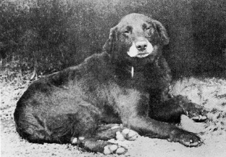 Buccleuch Avon, ранний лабрадор британской линии, фотография 1890-х годов